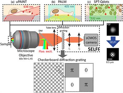 Self-Interference (SELFI) Microscopy for Live Super-Resolution Imaging and Single Particle Tracking in 3D